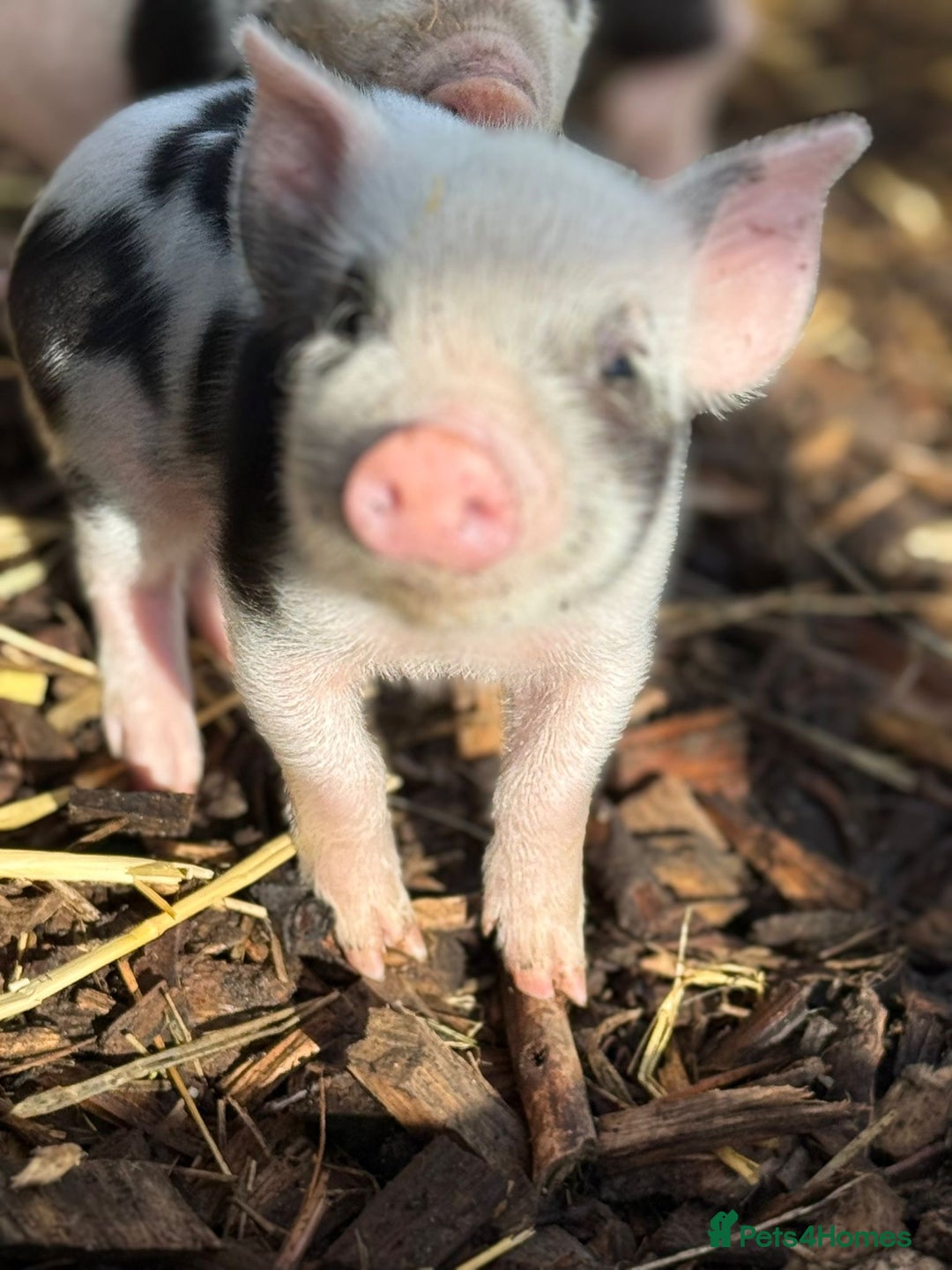 Pig livestock for sale: Stunning Mini Pigs - Image 2