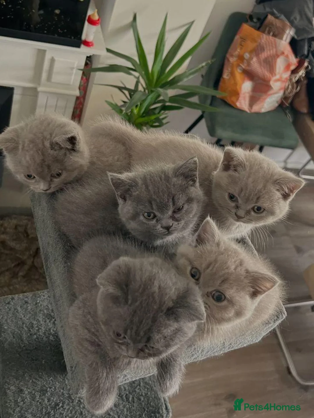 British Shorthair cats for sale: Four Little  Beautiful British Shorthair Kittens in London - Advert 6