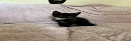 Domestic Shorthair cats for sale: Three kittens for sale  in Heywood - Advert 16