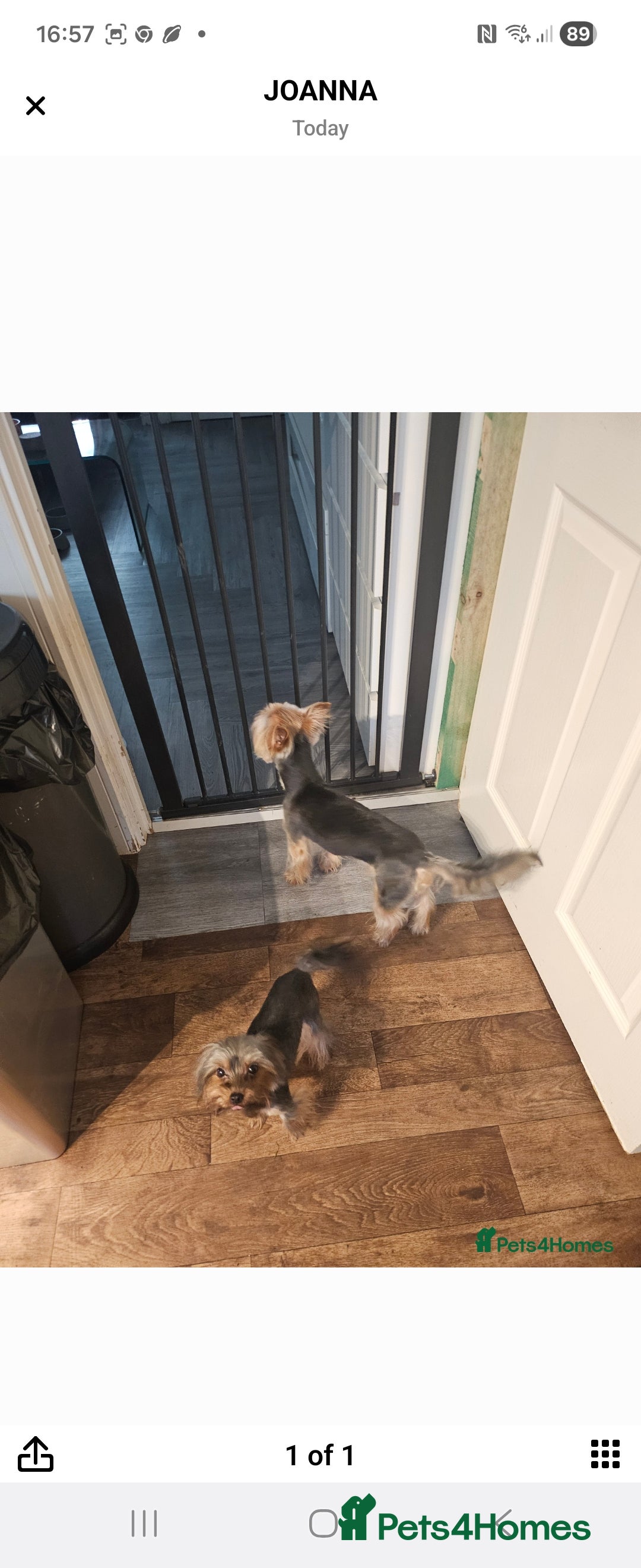 Yorkshire Terrier dogs for sale: Little boss - Advert 6