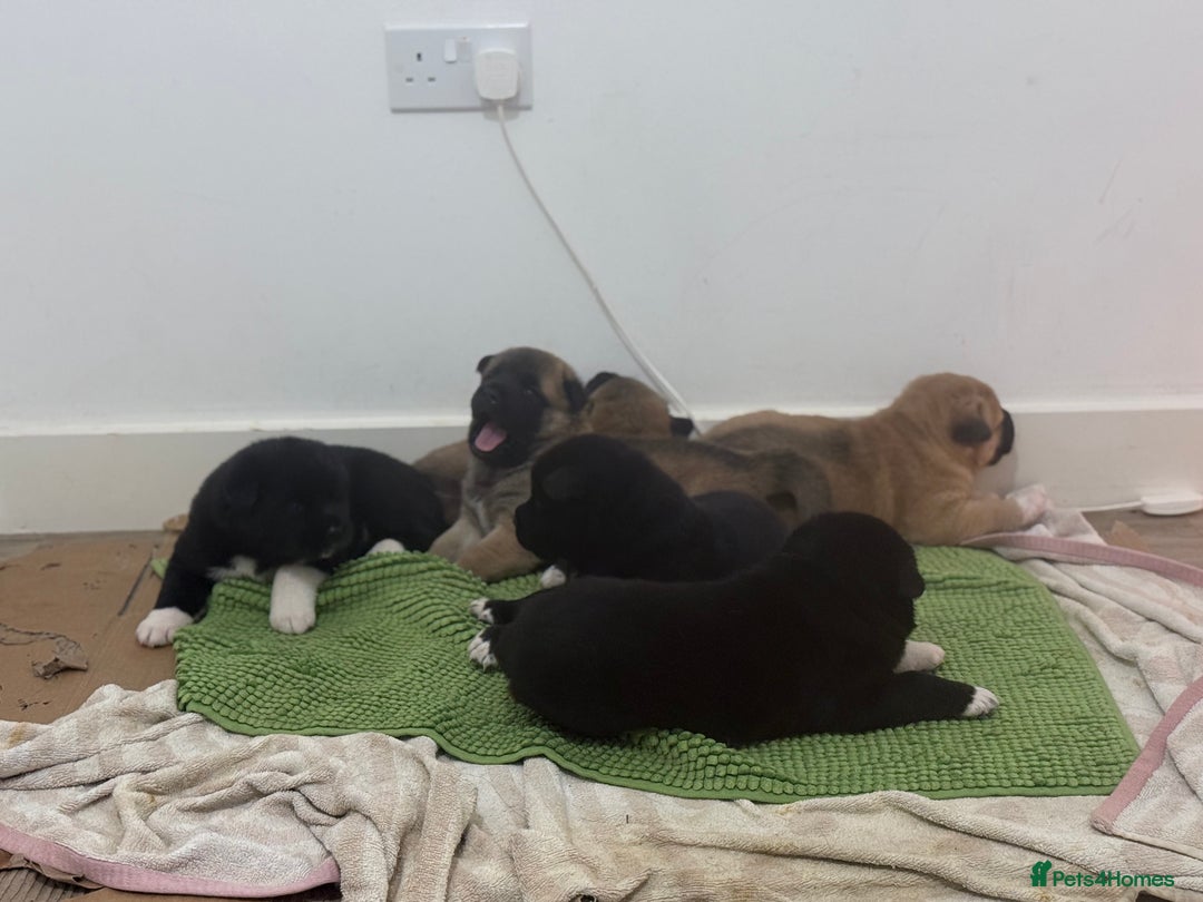 Akita dogs for sale: American Akita puppies - Advert 8