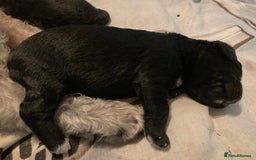 Bedlington Terrier dogs for sale: KC Registered Bedlington Terrier Pups - Image 11