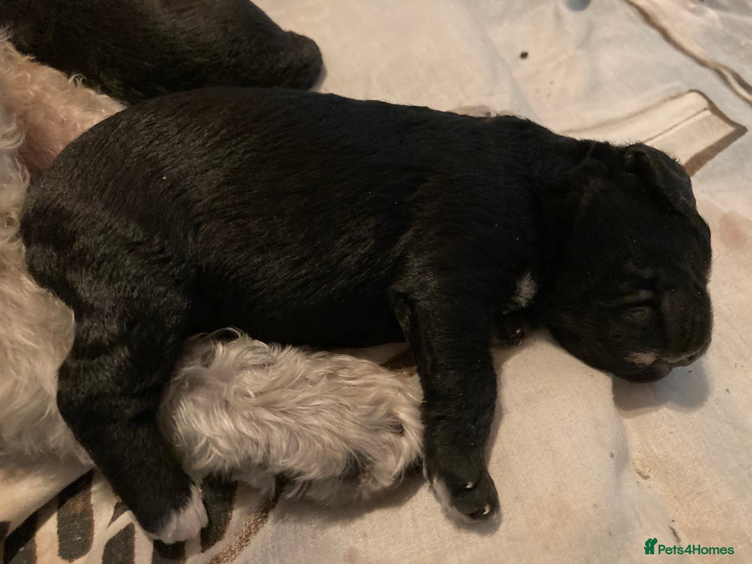 Bedlington Terrier dogs for sale: KC Registered Bedlington Terrier Pups - Image 11