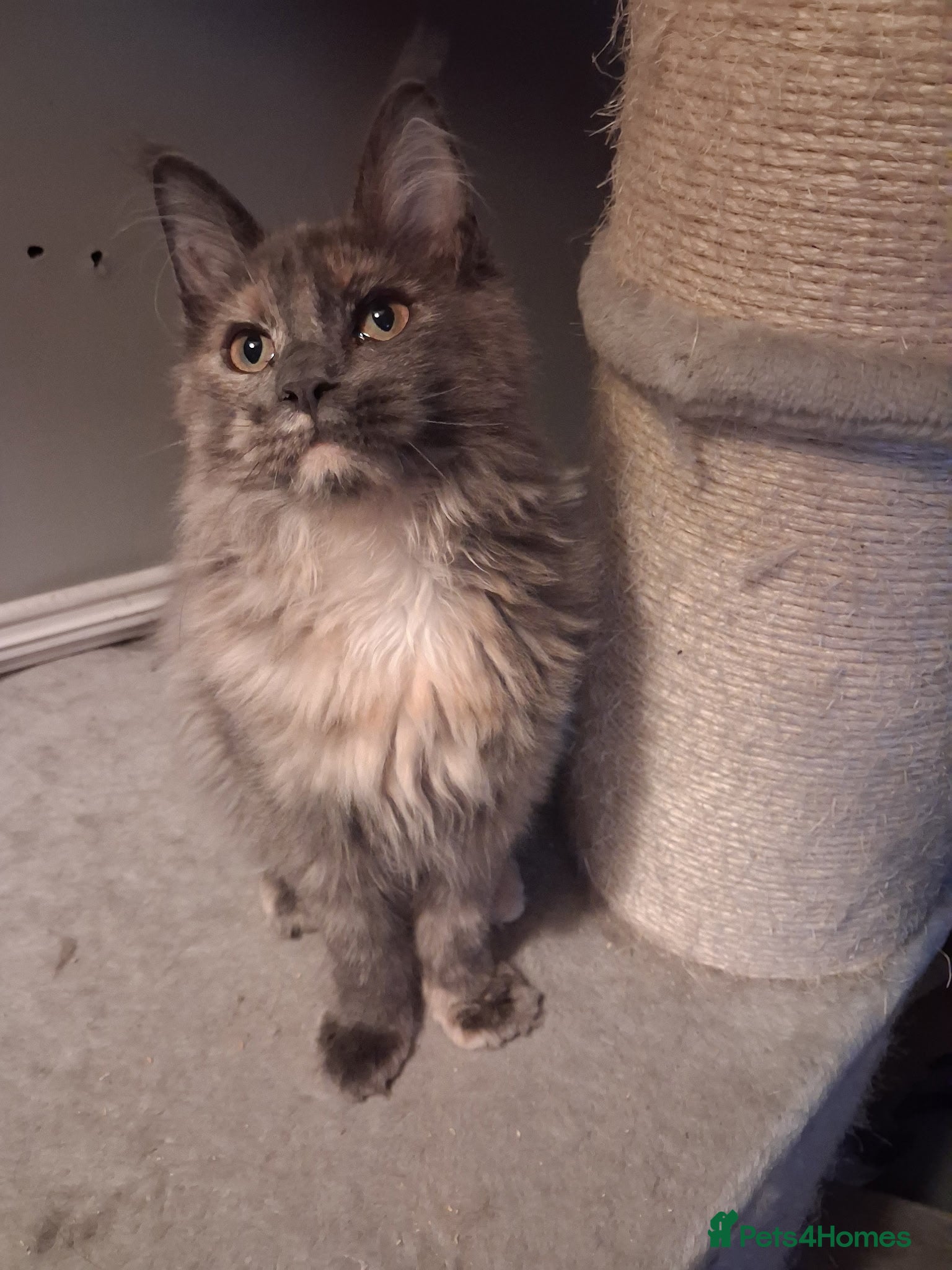 Maine Coon cats Tica registered Maine Coon kittens - Advert 2