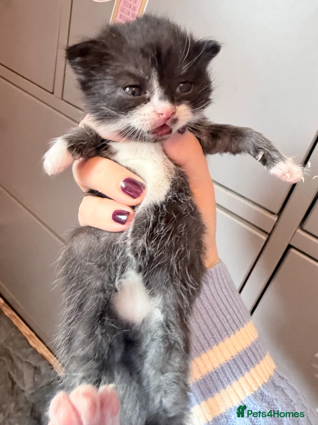 Mixed Breed cats for sale: Gorgeous British shorthair and Persian kittens - Advert 2