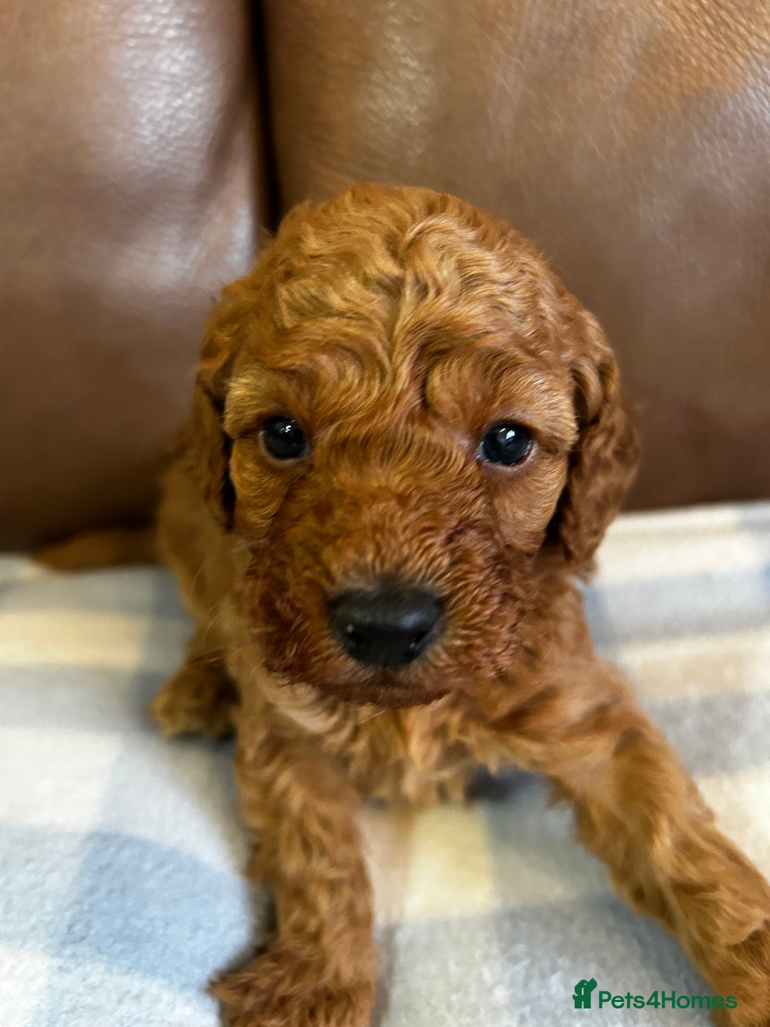 Cockapoo dogs for sale: Toy Cockapoo’s  - Advert 11