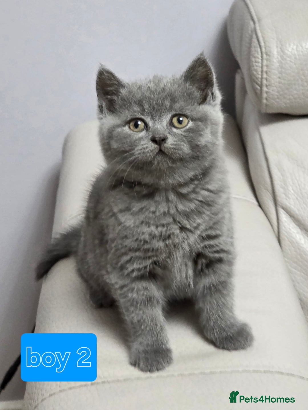British Shorthair cats for sale: Wonderful british shorthair kitten - Advert 12