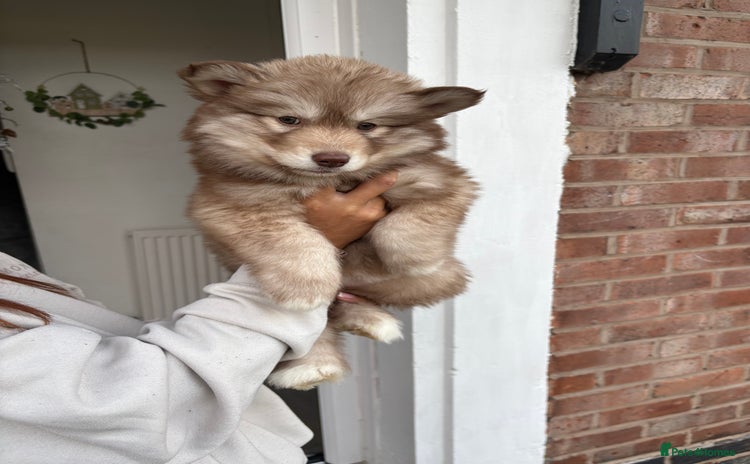 Siberian Husky dogs Siberian Husky Puppies 1 Male and Female Left - Advert 4