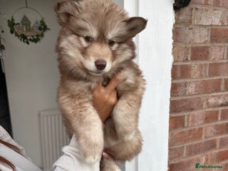 Siberian Husky dogs Siberian Husky Puppies 1 Male and Female Left - Advert 15