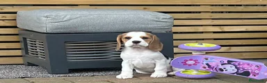 Beagle Puppy 2