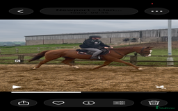 English Thoroughbred horses for sale: King the local superstar - Image 5