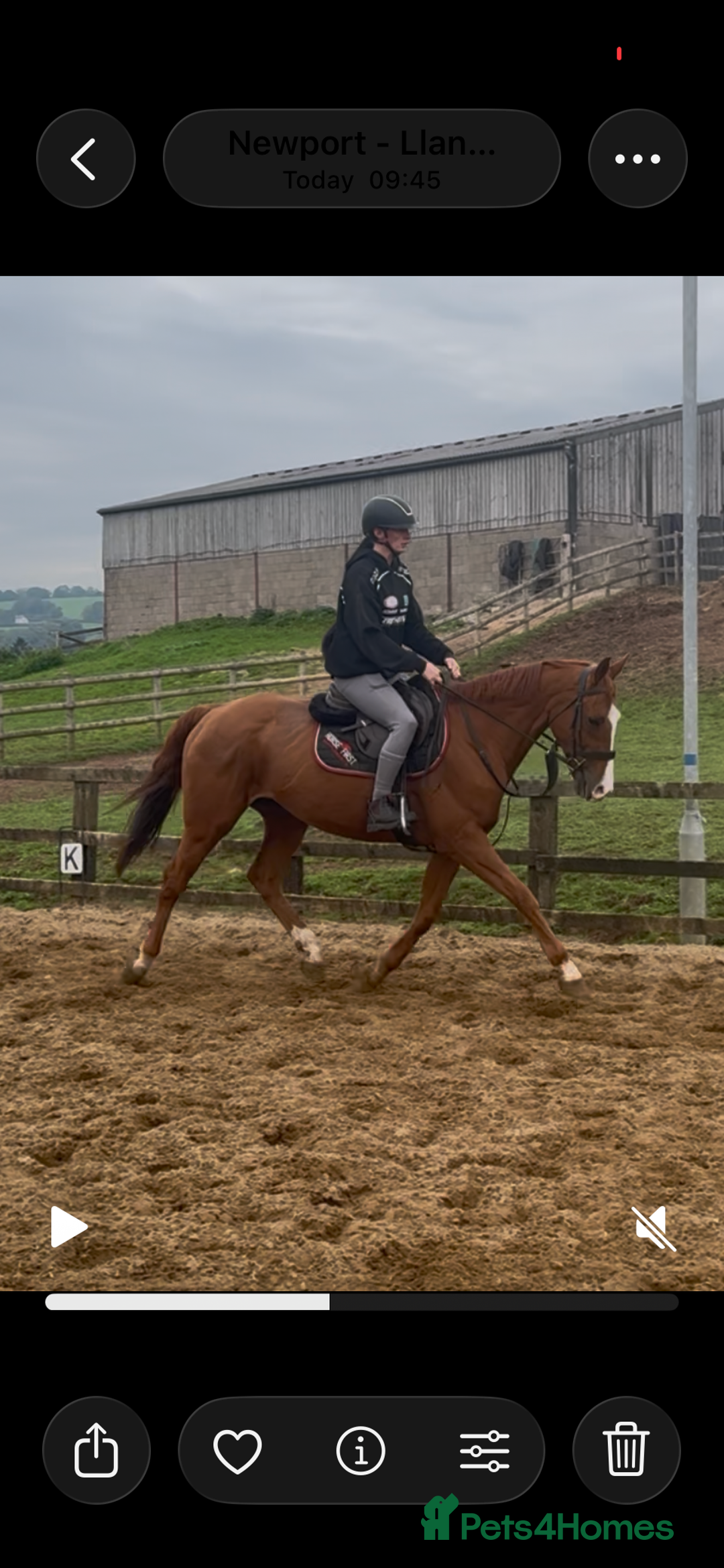English Thoroughbred horses for sale: King the local superstar - Image 5