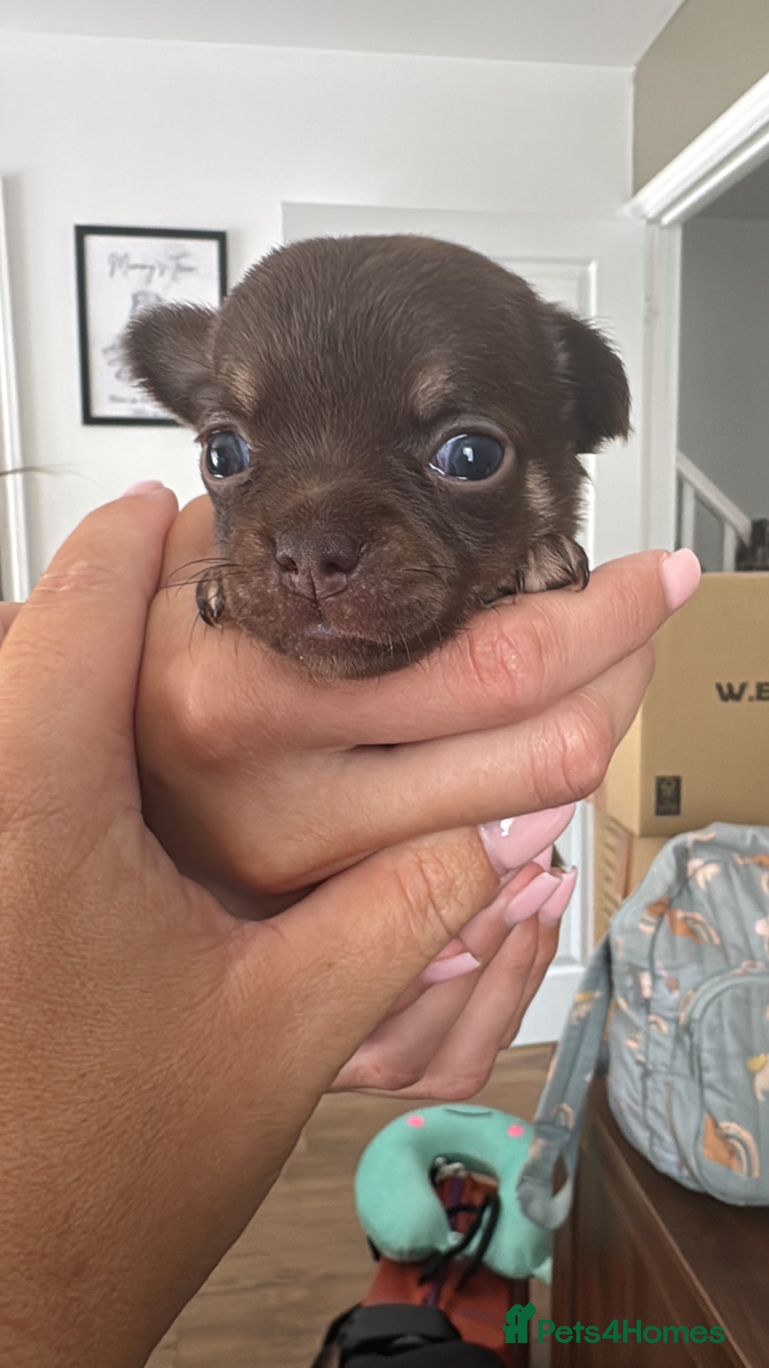 Chihuahua dogs for sale: Beautiful chihuahua pups - Image 3