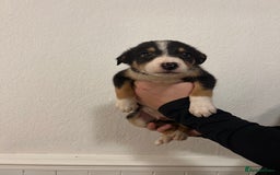 Border Collie dogs for sale: Border collie puppies for sale  - Image 2