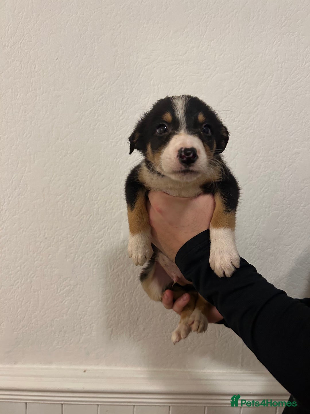 Border Collie dogs for sale: Border collie puppies for sale  - Image 2