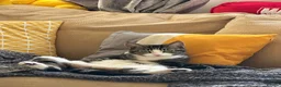 Mixed Breed cats for sale: Sweet Bonded Pair of Young Female Cats in Norwich - Advert 2