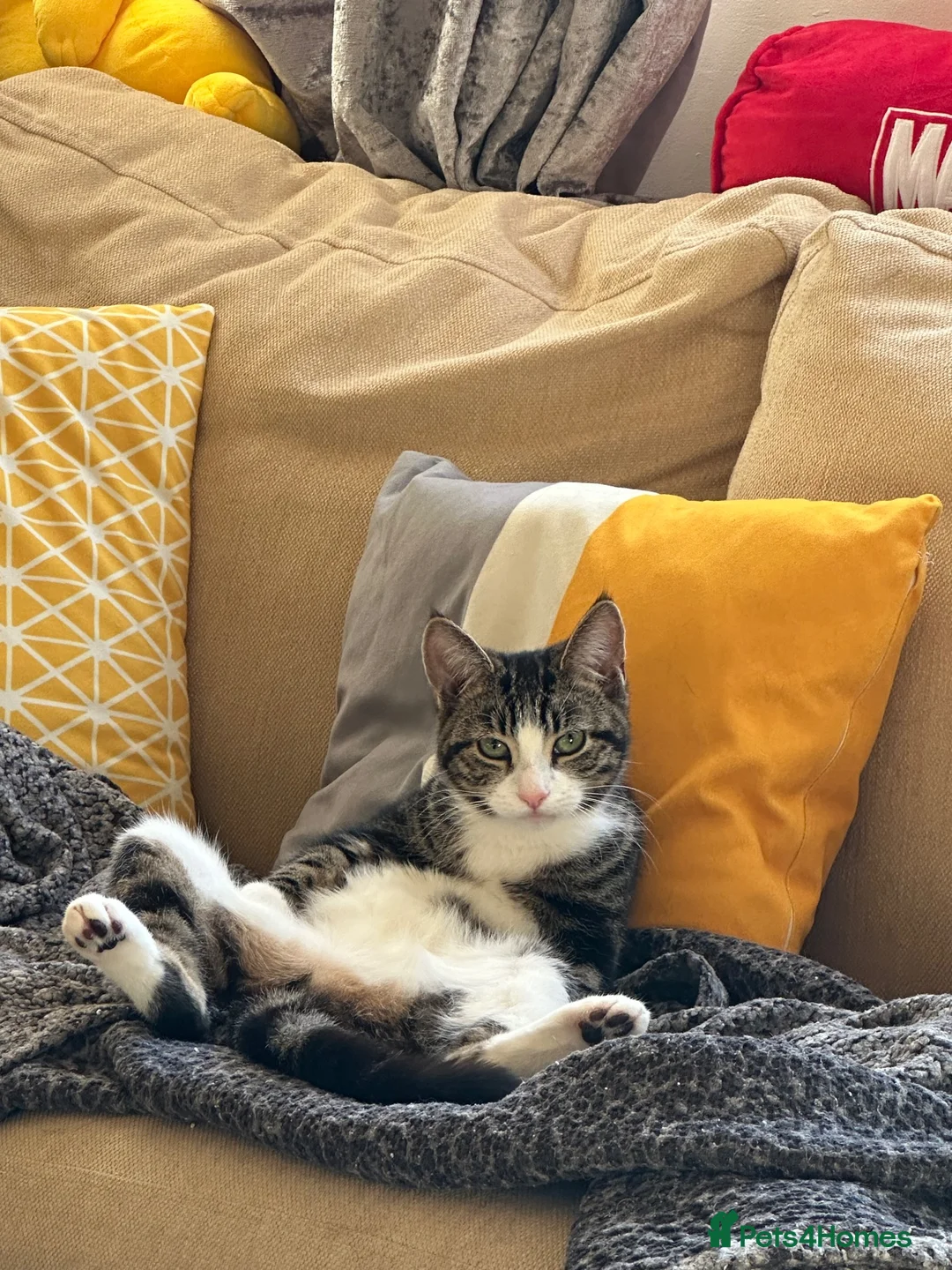 Mixed Breed cats for sale: Sweet Bonded Pair of Young Female Cats in Norwich - Advert 2