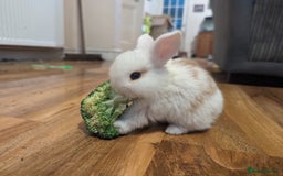 Mini Lion Lop rabbits for sale: Lion/lop bunnies  - Image 14