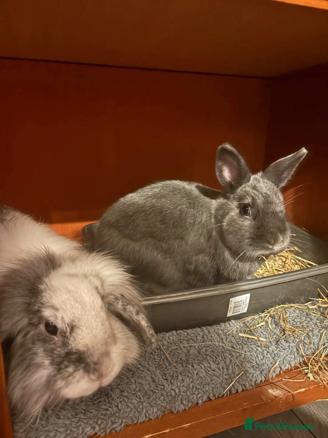 Mini Lion Lop rabbits for sale:     Smokey & Jet – Bonded Pair of Bunnies 🐰 in Liverpool - Advert 5