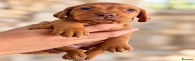 Hungarian Vizsla 2