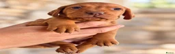 Hungarian Vizsla dogs for sale: 🐾 Beautiful Hungarian Vizsla Puppies For Sale 🐾 - Advert 11