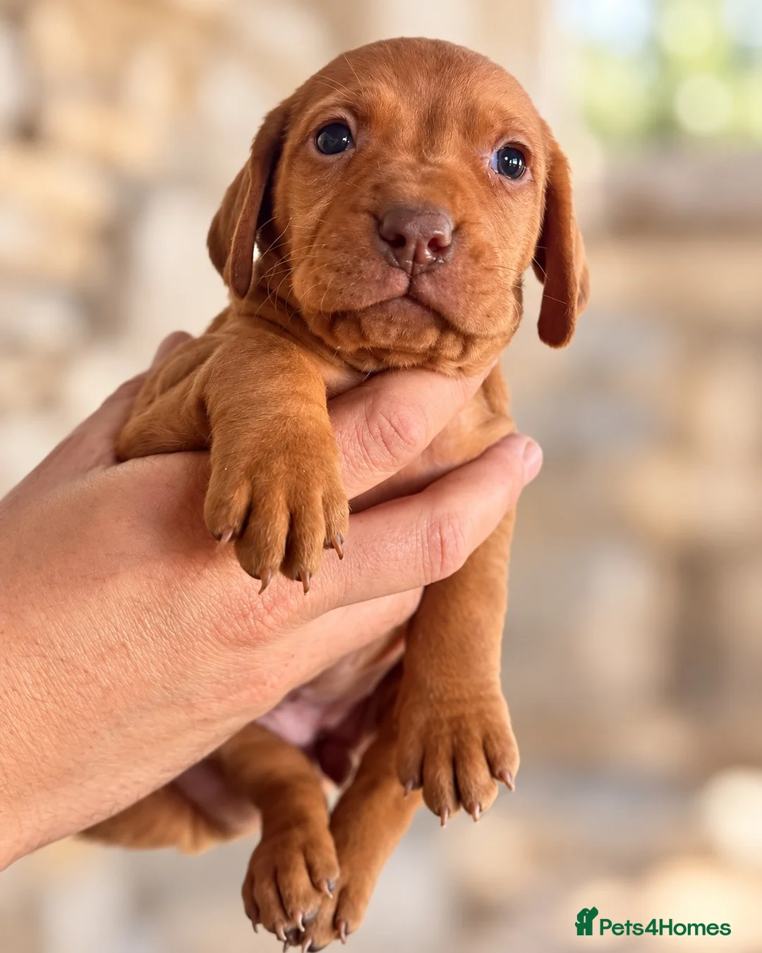 Hungarian Vizsla dogs for sale: 🐾 Beautiful Hungarian Vizsla Puppies For Sale 🐾 - Advert 11