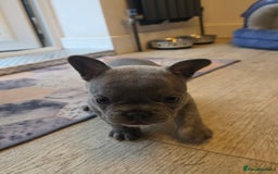 French Bulldog dogs for sale: Meet Your New Best Friend - French Bulldog Puppy - Image 7