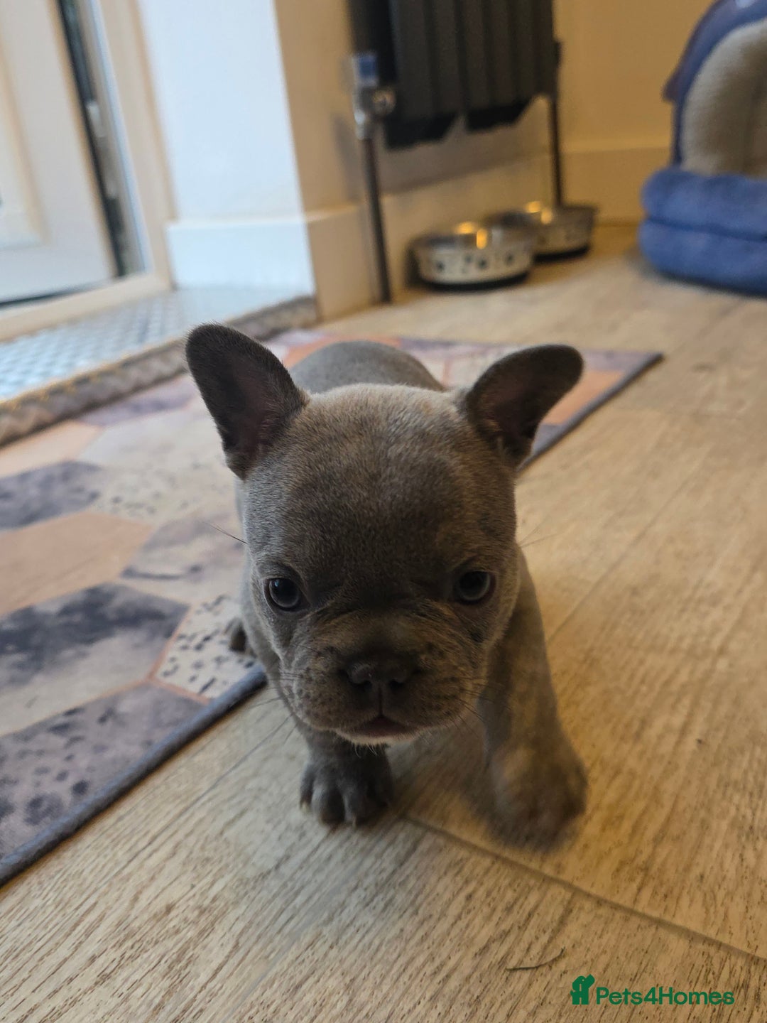 French Bulldog dogs for sale: Meet Your New Best Friend - French Bulldog Puppy - Image 7