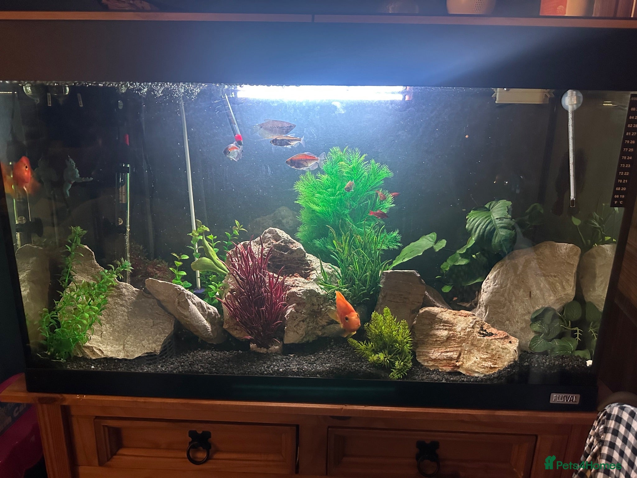 Other/Mixed Breed fish Full tank set up and fish  - Advert 1