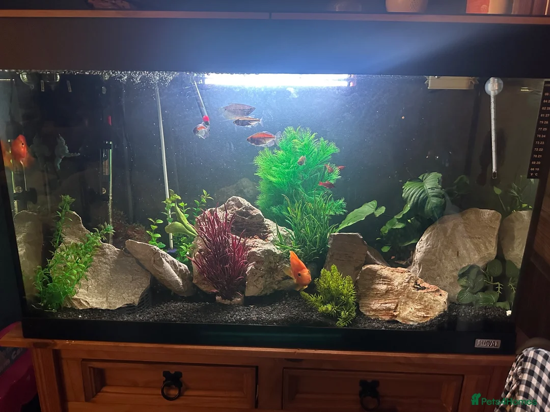 Other/Mixed Breed fish for sale: Full tank set up and fish  in Shrewsbury - Advert 1