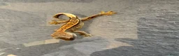Gecko reptiles for sale: Baby crested geckos 🦎  - Advert 3