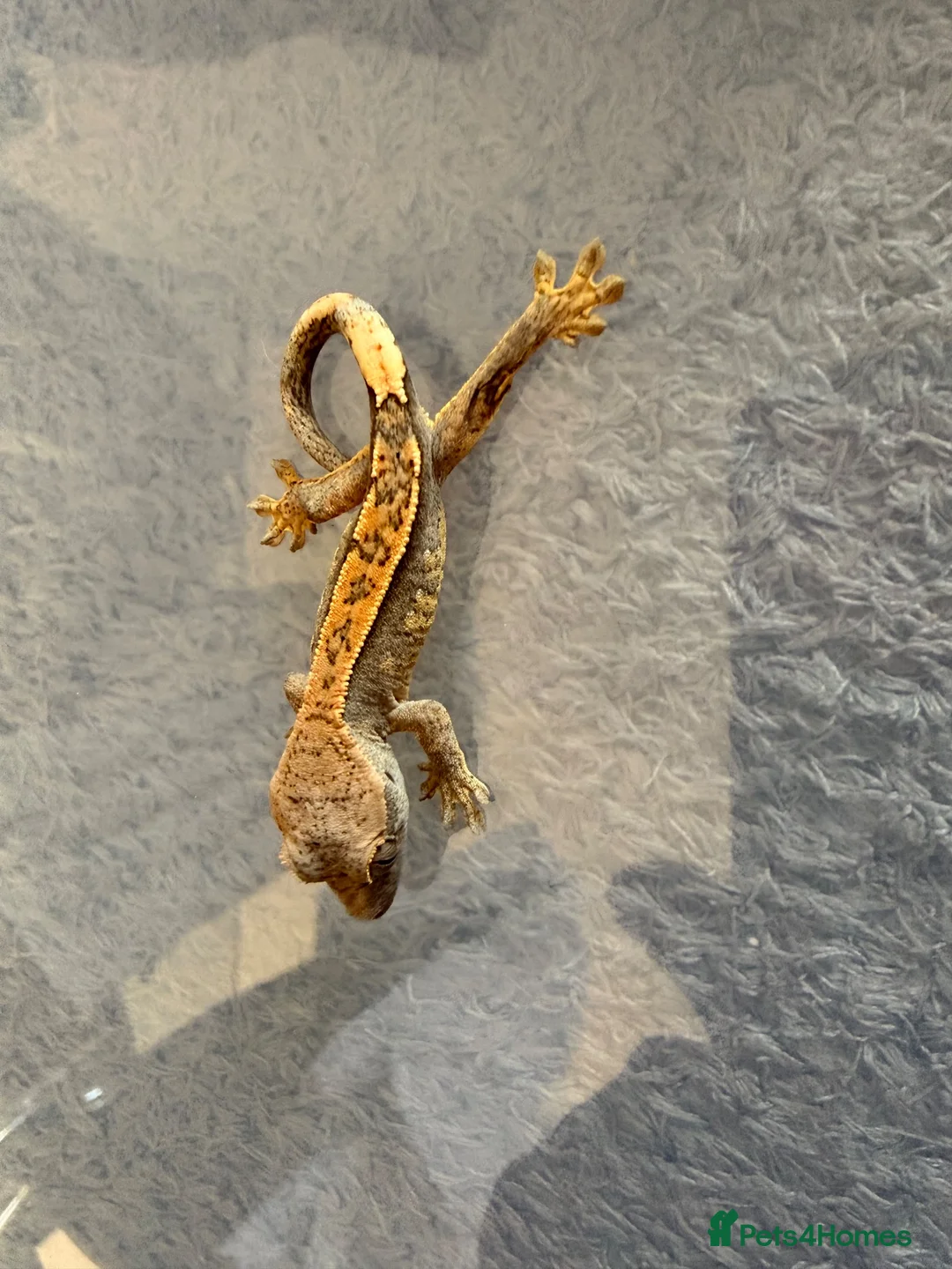 Gecko reptiles for sale: Baby crested geckos 🦎  - Advert 3
