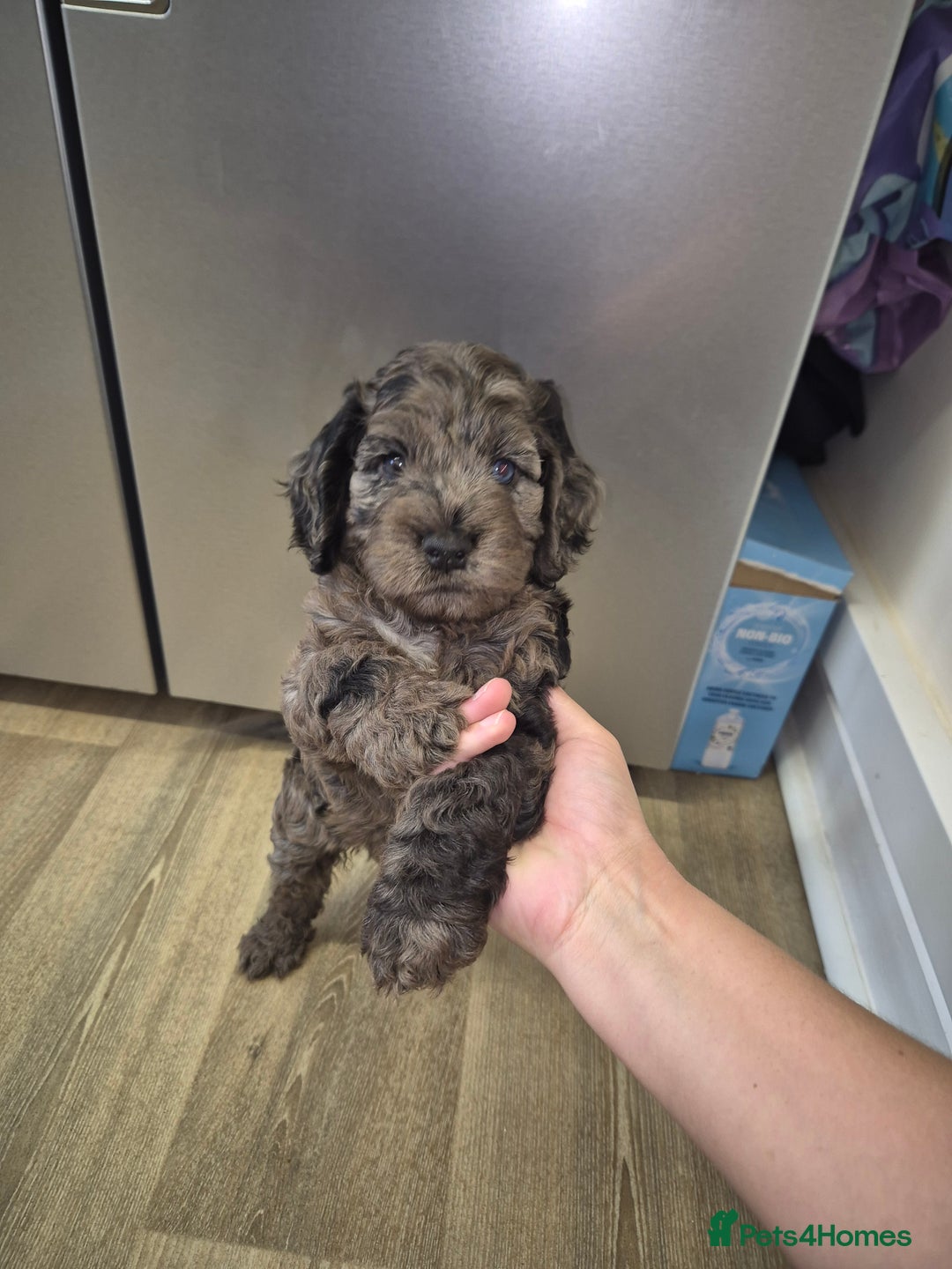 Cocker Spaniel dogs for stud: Merle Cocker stud in Shildon - Image 21