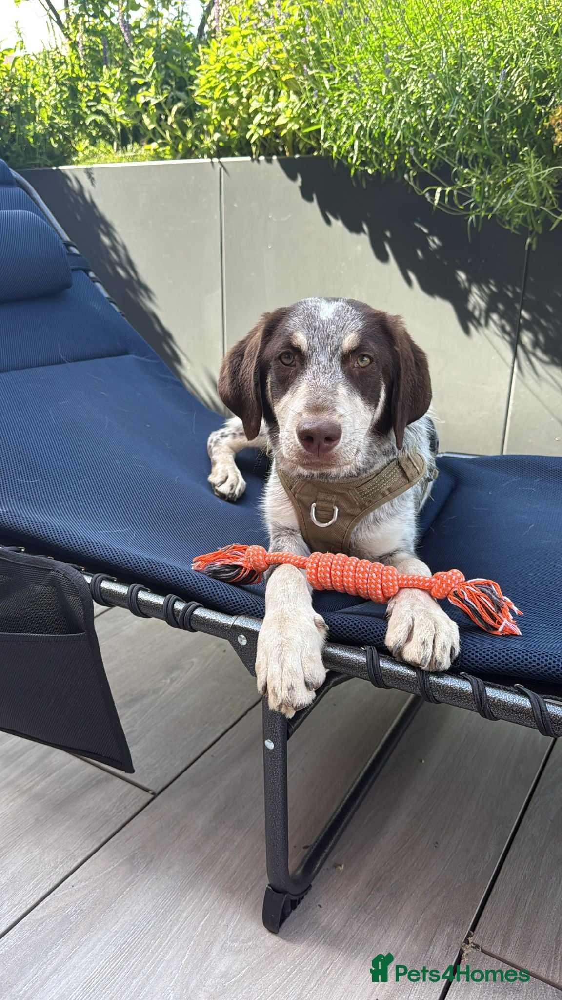 Mixed Breed dogs Mocha looking for his forever home - Advert 13
