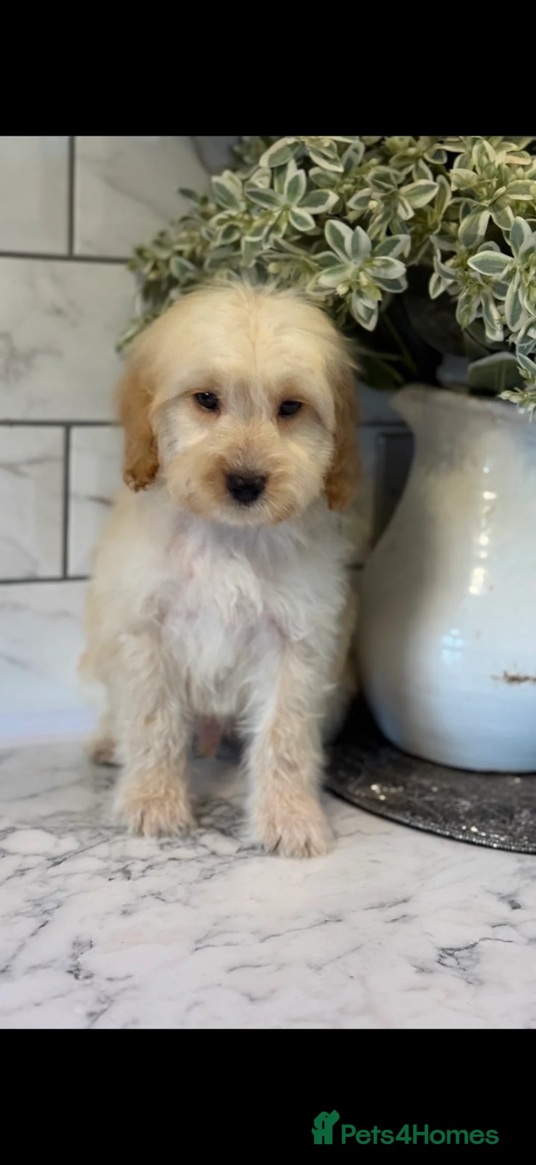 Cockapoo dogs for sale: Quality cockapoo boys ❤️ - Advert 8