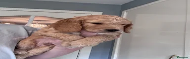 Cockapoo 6