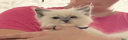 Ragdoll cats for sale: Gccf babies  - Advert 3