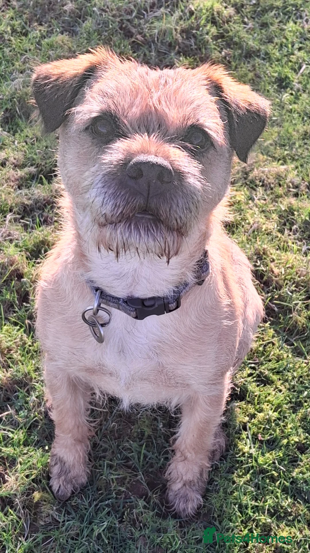 Border Terrier dogs for stud: KC Border Terrier For Stud, SLEM Clear - Advert 8