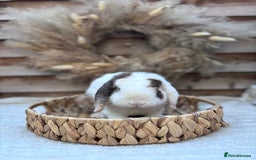Mini Lop rabbits for sale: Young adult mini lops  - Image 2