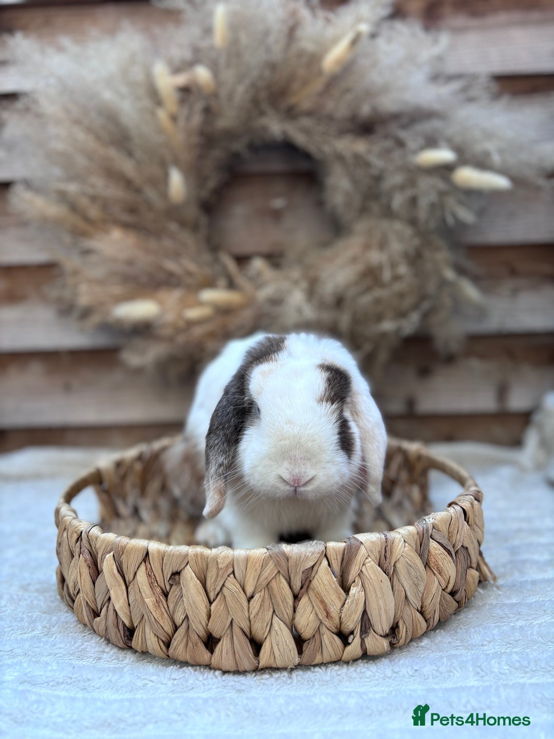 Mini Lop rabbits for sale: Young adult mini lops  - Image 2