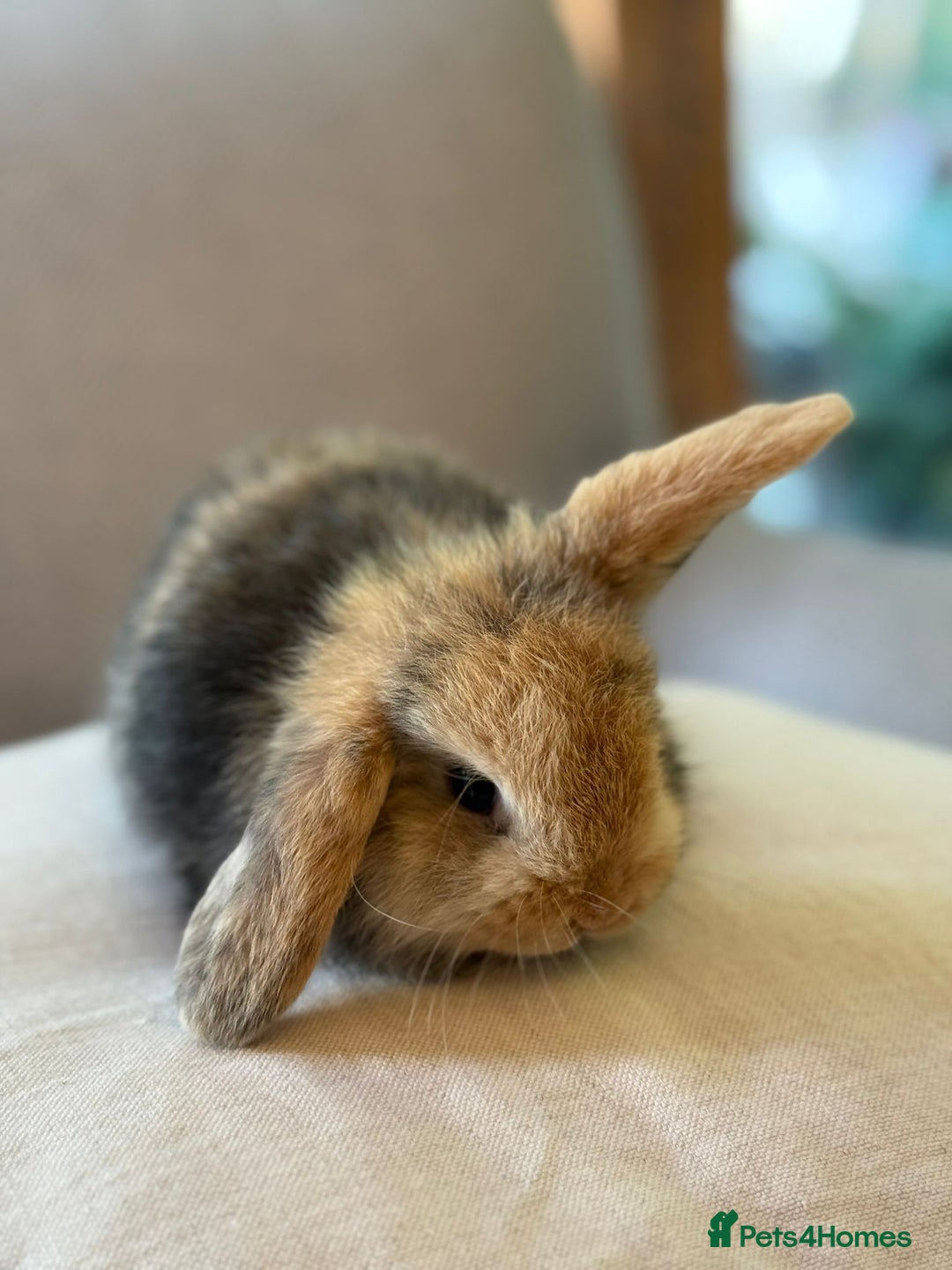 Mini Lop rabbits for sale: Lovely litter of 4 x mini lops - Image 9