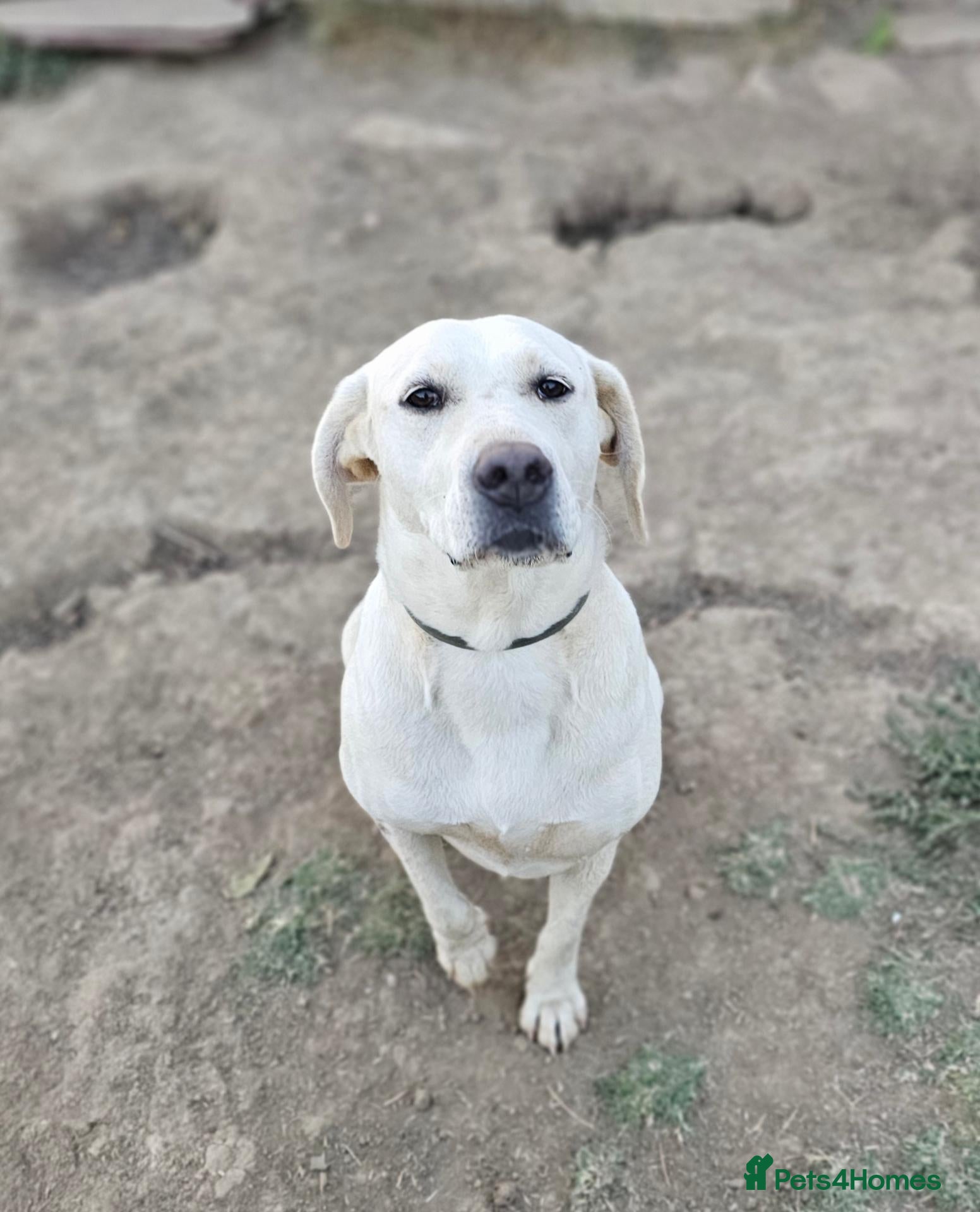 Labrador Retriever dogs Bella – Beautiful 5-Year-Old Labrador Cross - Advert 2