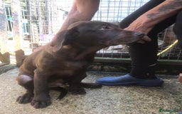 Labrador Retriever dogs for sale: Chocolate labrador puppies - Image 3