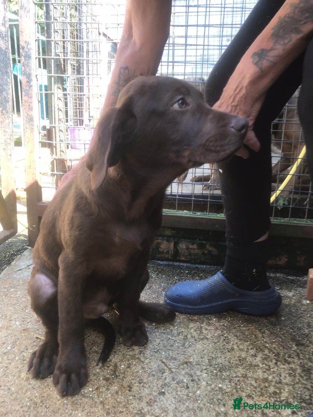 Labrador Retriever dogs for sale: Chocolate labrador puppies - Image 3