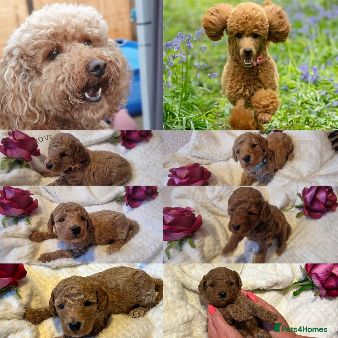 Miniature Poodle dogs for stud: Red Miniature Poodle Stud package Available  in Southampton - Advert 24