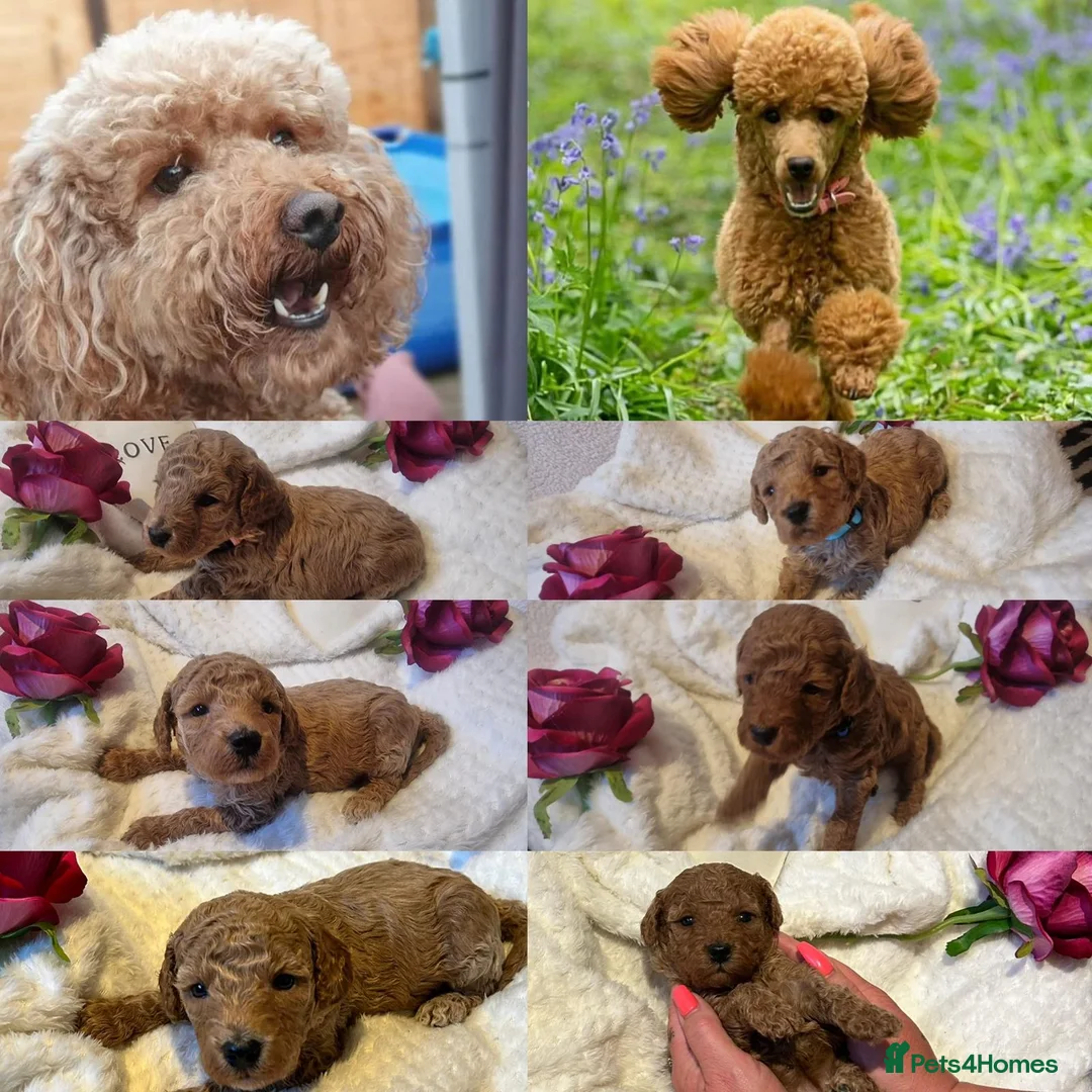 Miniature Poodle dogs for stud: Red Miniature Poodle Stud package Available  in Southampton - Advert 24