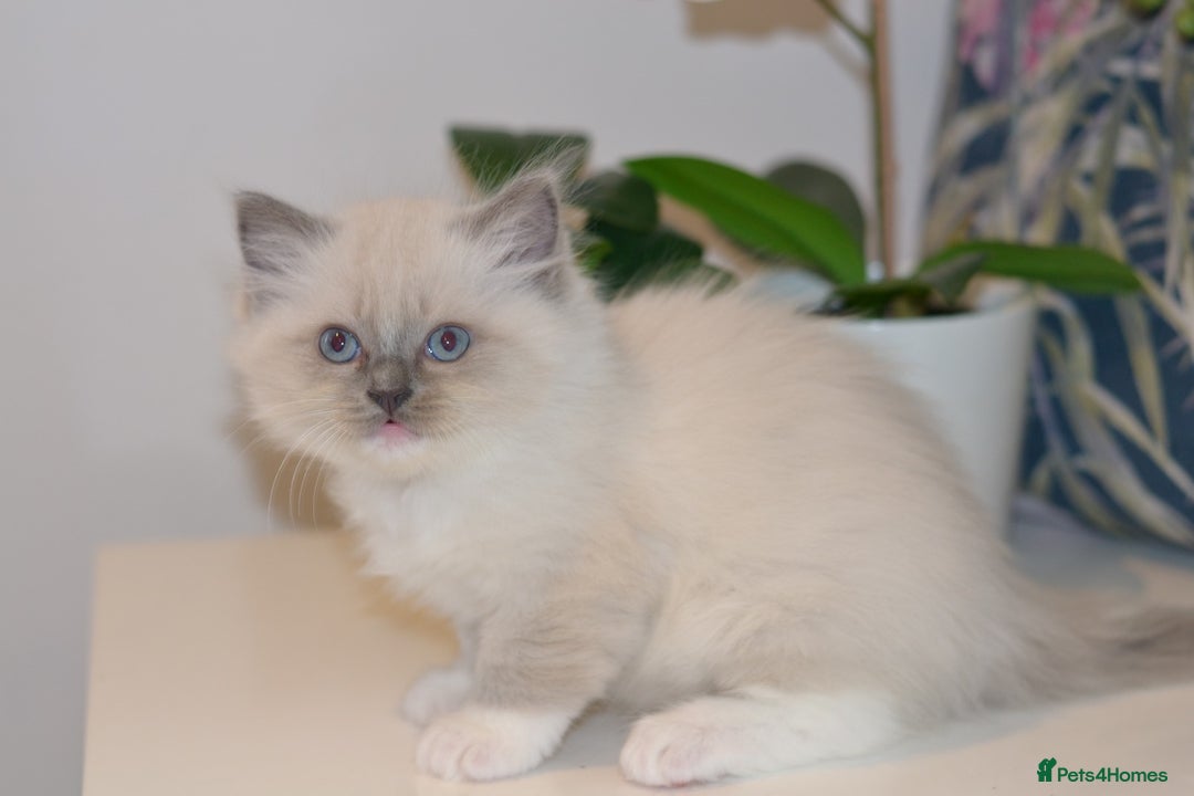 Ragdoll cats for sale: Beautiful Ragdoll Kittens - Advert 4