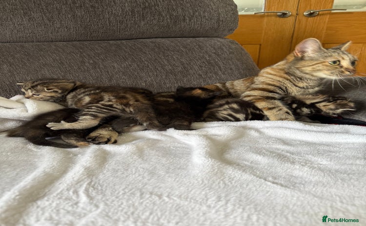 Mixed Breed cats - Advert 4