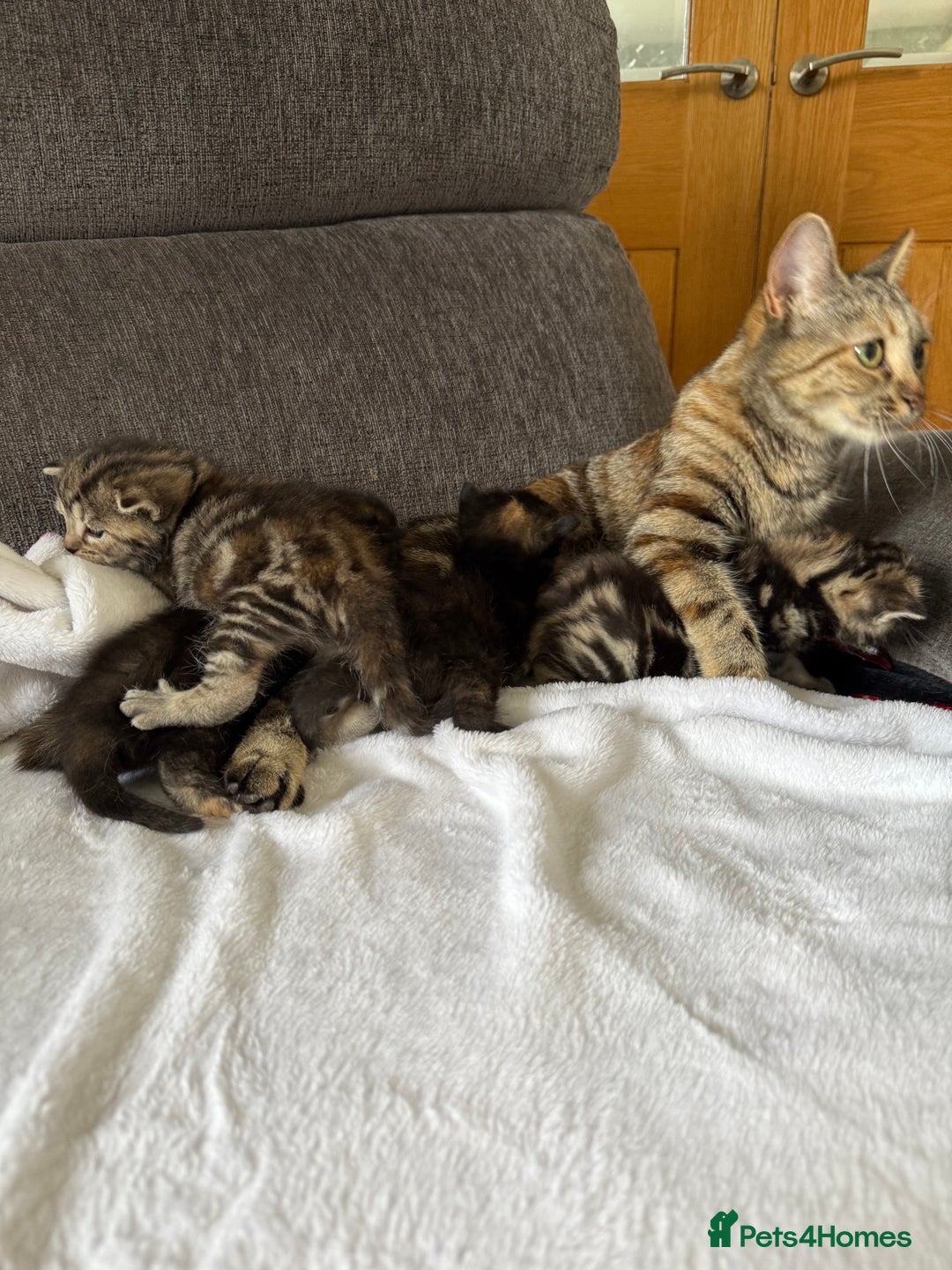 Mixed Breed cats for sale: Lovely mixed breed Kitrens for sale.  - Image 1