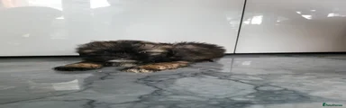 Shih Tzu 1